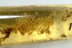 Copal: écailles de lézard + Araignées + Fourmi volante + Coléoptère - Pliocène à holocène - Antsiranana, Madagascar