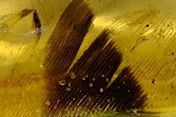 Copal: Plume + petite araignée + petits diptères - Pliocène à holocène - Antsiranana, Madagascar