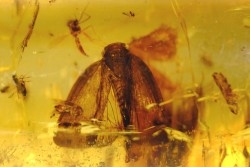 Copal: rare Lépidoptère et nombreux insectes  - Pliocène à holocène - Antsiranana, Madagascar