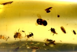 insect: Trichoptère (Phrygane) + Nombreux diptères, coléoptères, hyménoptères