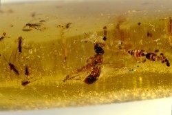 Copal: Araignées + nombreux hyménoptères - Pliocène à holocène - Antsiranana, Madagascar