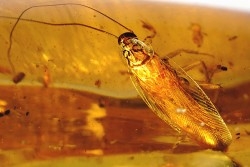 Copal: Araignées, Leptogastrinae, Cerambycidae, diptères, termite ailée - Pliocène à holocène - Antsiranana, Madagascar