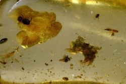 Copal: écailles de reptile + Araignée + Fourmi + Diptères - Pliocène à holocène - Antsiranana, Madagascar