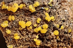 Mimetite  Sonora, MEXIQUE