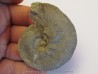 HOLCOSTEPHANUS ASTIERI HOLCOSTEPHANUS ASTIERI