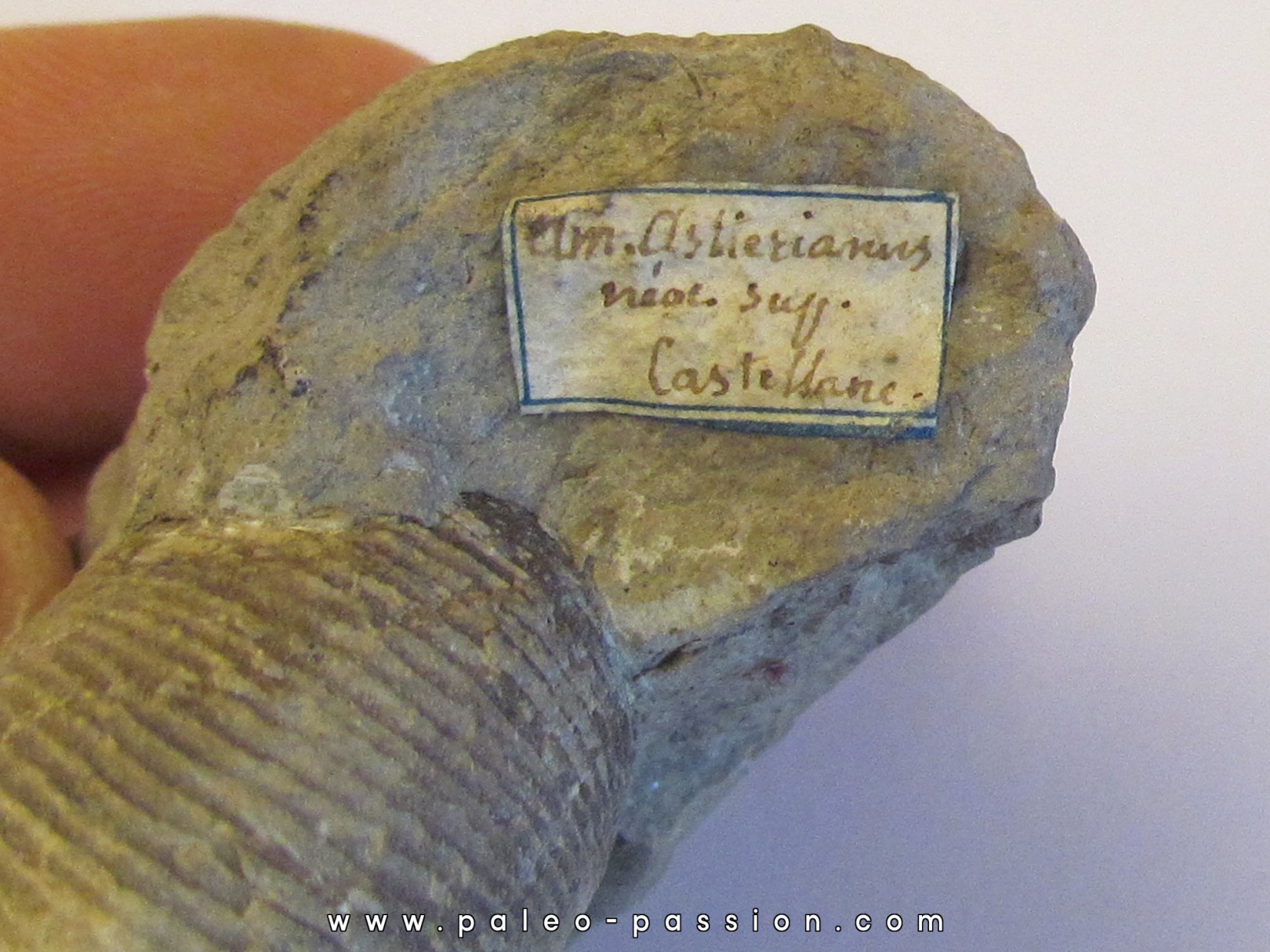 HOLCOSTEPHANUS ASTIERI HOLCOSTEPHANUS ASTIERI