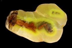 SMITHSONITE  M Fouati - Congo