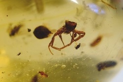 insect: Mouche + Araignée + Blatte + divers diptères et coléoptères