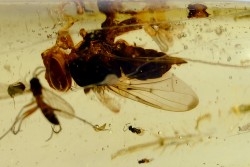 insect: Mouche + Guêpe + divers diptères et coléoptère