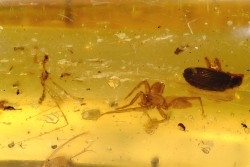 Copal: Mantispidae + Araignée + Coléoptère + Divers - Antsiranana, Madagascar