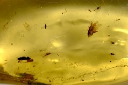 insect: Graine + Araignée + Termite ailé + Coléoptère Scolytinae + petits diptères