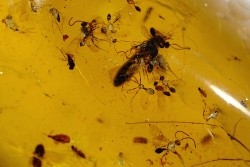 insect: Nombreux petits hyménoptères + divers coléoptères