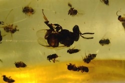 Copal: Nombreux petits hyménoptères - Pliocène à holocène - Antsiranana, Madagascar
