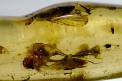 insect: Diptères dont une Mouche + Coléoptères