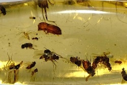 insect: Nombreux petits Diptères + Coléoptère + Araignée