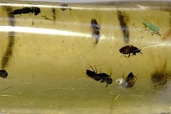Copal: Araignée + nombreux Diptères - Pliocène à holocène - Antsiranana, Madagascar