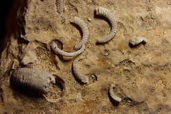 SPIROCERAS ORBYGNYI - Bajocien supérieur - CIRET Mont d'or Lyonnais, FRANCE