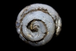 HELIX RAMONDI en OPALE lussatite - Miocéne - Dalet, Auvergne, FRANCE