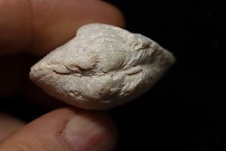 bivalve en opale:  Cyrenopsis australiensis - Aptien - Coober Pedy - Australie