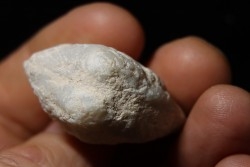 opalized bivalve:  Cyrenopsis australiensis - Aptian - Coober Pedy - Australia