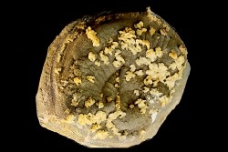ammonite perisphinctes recouverte de calcite et dolomite en selle  oxfordien - Remusat, Drome, FRANCE