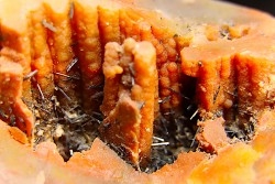 GROUTITE - RAMSDELLITE sur bois fossile  ARAUCARIOXYLON  Chinle Formation  Trias  ARIZONA - USA