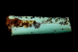 Lot d'os de mammifères pseudomorphosés en TURQUOISE odontolite - pléistocène - Potosi Mountain  Nevada, USA