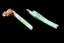 Lot d'os de mammifères pseudomorphosés en TURQUOISE odontolite - pléistocène - Potosi Mountain  Nevada, USA