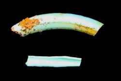 bones set pseudomorphe TURQUOISE odontolite  - pleistocene  Searchlight, Potosi Mountain area, Clark County - Nevada, USA