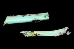 bones set pseudomorphe TURQUOISE odontolite  - pleistocene  Searchlight, Potosi Mountain area, Clark County - Nevada, USA