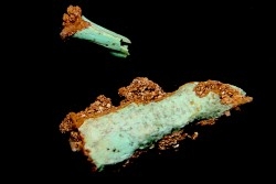 bones set pseudomorphe TURQUOISE odontolite  - pleistocene  Searchlight, Potosi Mountain area, Clark County - Nevada, USA