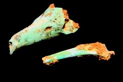 bones set pseudomorphe TURQUOISE odontolite  - pleistocene  Searchlight, Potosi Mountain area, Clark County - Nevada, USA
