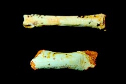 bones set pseudomorphe TURQUOISE odontolite  - pleistocene  Searchlight, Potosi Mountain area, Clark County - Nevada, USA