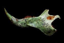 mandibule pseudomorphe TURQUOISE odontolite  - pleistocene  Searchlight, Potosi Mountain area, Clark County - Nevada, USA