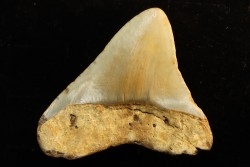 dent de requin: CARCHARODON MEGALODON