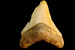 dent de requin: CARCHARODON MEGALODON