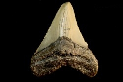dent de requin: CARCHARODON MEGALODON