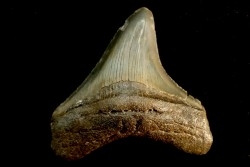 dent de requin: CARCHARODON MEGALODON