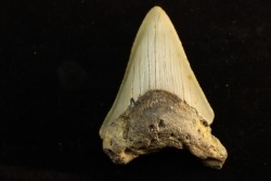 dent de requin: CARCHARODON MEGALODON