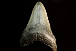 dent de requin: CARCHARODON MEGALODON