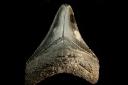 shark teeth: CARCHARODON MEGALODON