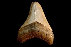 shark teeth: CARCHARODON MEGALODON