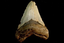 dent de requin: CARCHARODON MEGALODON