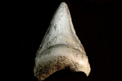 shark teeth: CARCHARODON MEGALODON