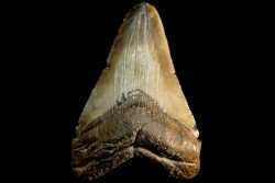 dent de requin: CARCHARODON MEGALODON