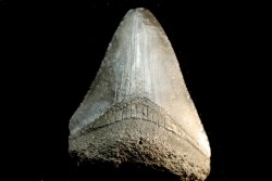 dent de requin: CARCHARODON MEGALODON