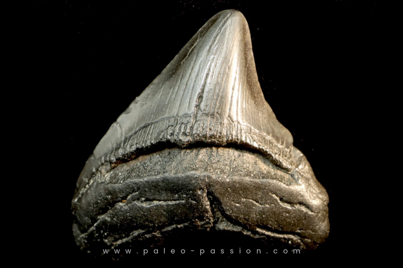 Dent De Requin Mégalodon Fossilisée Réelle - Fossile Préhistorique - Décoration Collection
