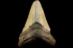 dent de requin: CARCHARODON MEGALODON