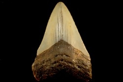 dent de requin: CARCHARODON MEGALODON