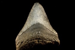 shark teeth: CARCHARODON MEGALODON